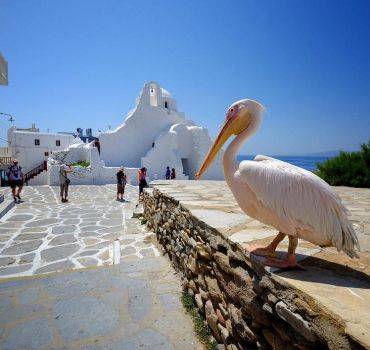 Private Insider Guided Tour in Mykonos