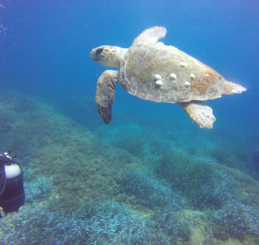 Try a dive Mykonos