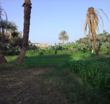 Luxor: City Tour by Horse Carriage from the East Bank