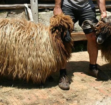 Seeing Unique Bulgarian Breeds of Pets and Privately Tasting Organic Products