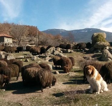 Seeing Unique Bulgarian Breeds of Pets and Privately Tasting Organic Products