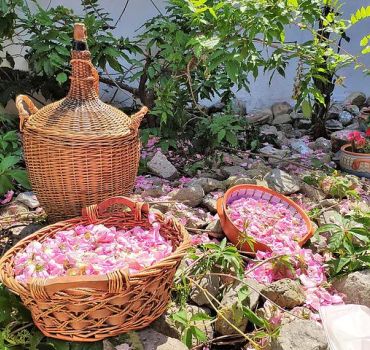 Picking Roses Workshop with Extracting Rose Oil in the Gardens of Karlovo