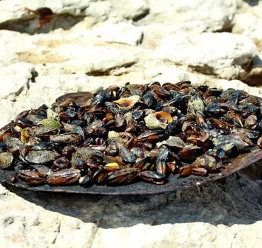 Boat Trip along Cape Kaliakra with Bolata Picturesque Beach