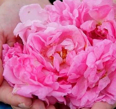 Picking Roses Workshop with Extracting Rose Oil in the Gardens of Karlovo