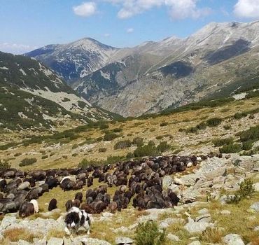 Seeing Unique Bulgarian Breeds of Pets and Privately Tasting Organic Products