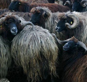 Seeing Unique Bulgarian Breeds of Pets and Privately Tasting Organic Products