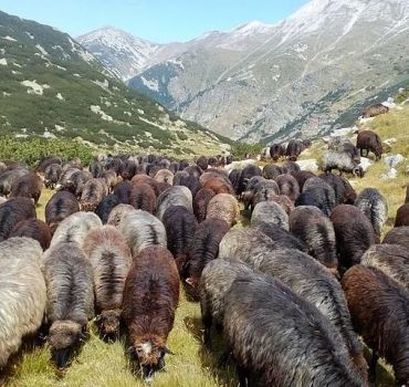 Seeing Unique Bulgarian Breeds of Pets and Privately Tasting Organic Products