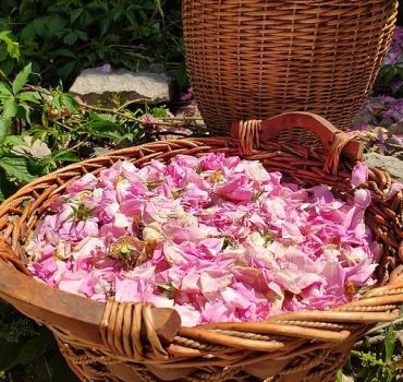Picking Roses Workshop with Extracting Rose Oil in the Gardens of Karlovo
