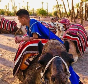 Sunset Camel Ride in the Palm Grove of the city