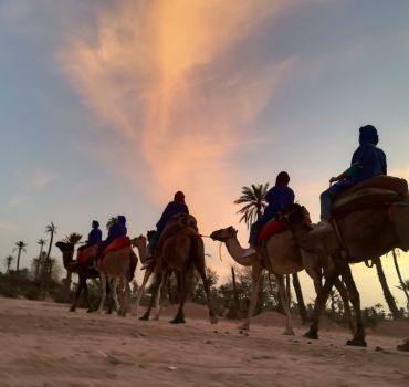 Sunset Camel Ride in the Palm Grove of the city