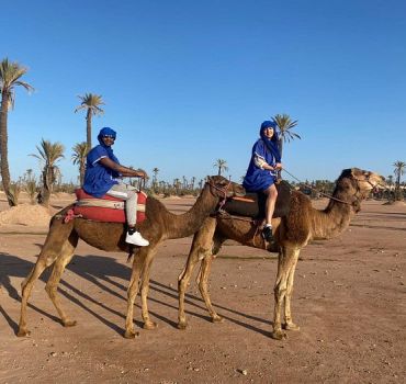 Sunset Camel Ride in the Palm Grove of the city