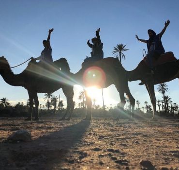 Sunset Camel Ride in the Palm Grove of the city