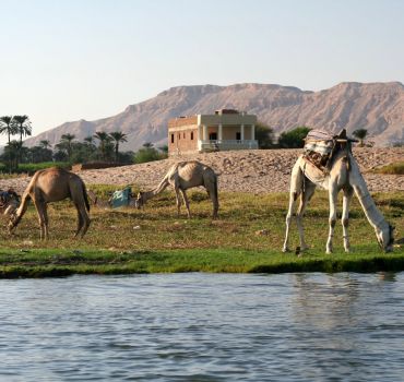 2-Hour Camel Ride on the West Bank of Luxor