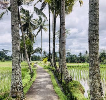 Bali full day scenic sunrise magnificien rice terrace and temple