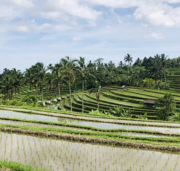 Best of Full-Day Bedugul Tour