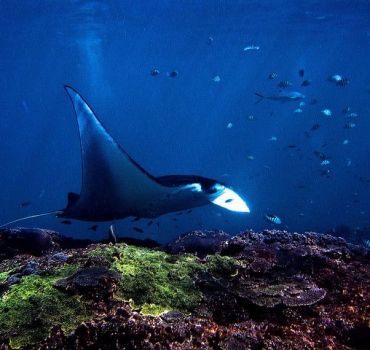 Best of Nusa Penida with Snorkling