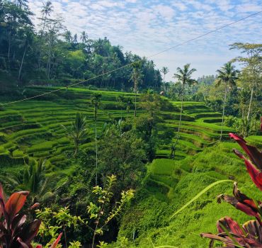 Best Of Ubud Day Tour