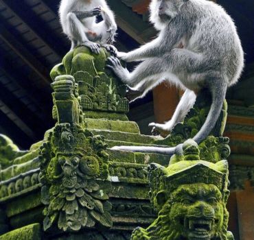 Best Of Ubud Day Tour