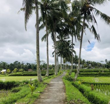 Bali full day scenic sunrise magnificien rice terrace and temple