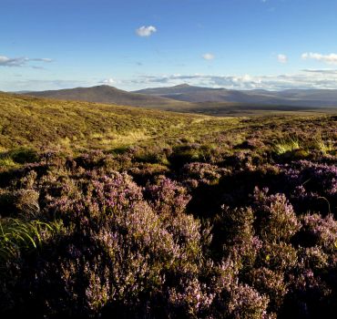 From Dublin to Glendalough , Wicklow mountains and Kilkenny and a Sheepdog Demonstration