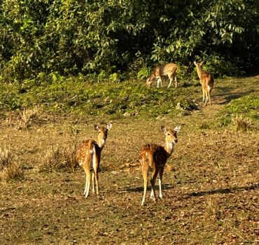 Golden Triangle Nepal (Kathmandu-Pokhara-Chitwan Tour) Tour