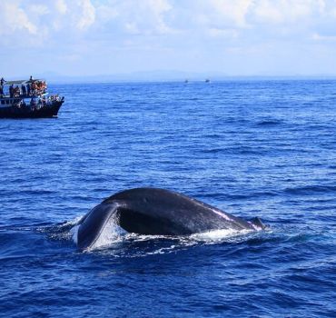 Dolphin Watching in Kalpitiya