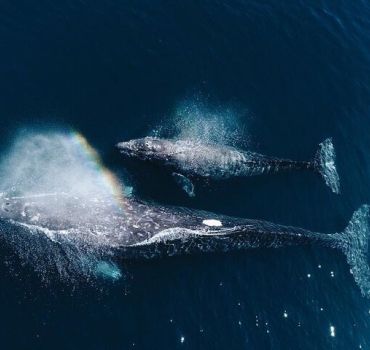 Dolphin and Whale Watching in Negombo