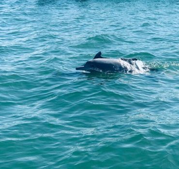 Dolphin and Whale Watching in Negombo