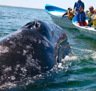 Dolphin Watching in Kalpitiya