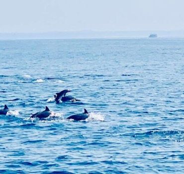 Dolphin Watching in Kalpitiya