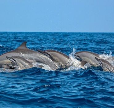 Dolphin and Whale Watching in Negombo