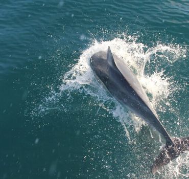 Dolphin and Whale Watching in Negombo