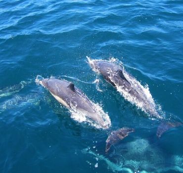 Dolphin and Whale Watching in Negombo
