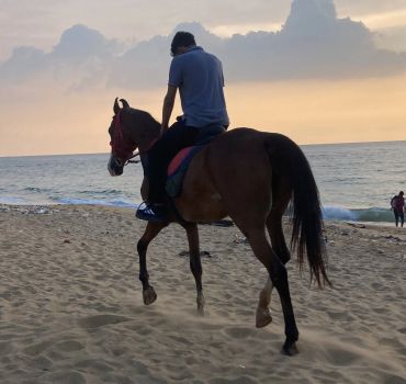 Horse Riding in Mount Lavinia