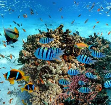 Scuba Diving in Trincomalee