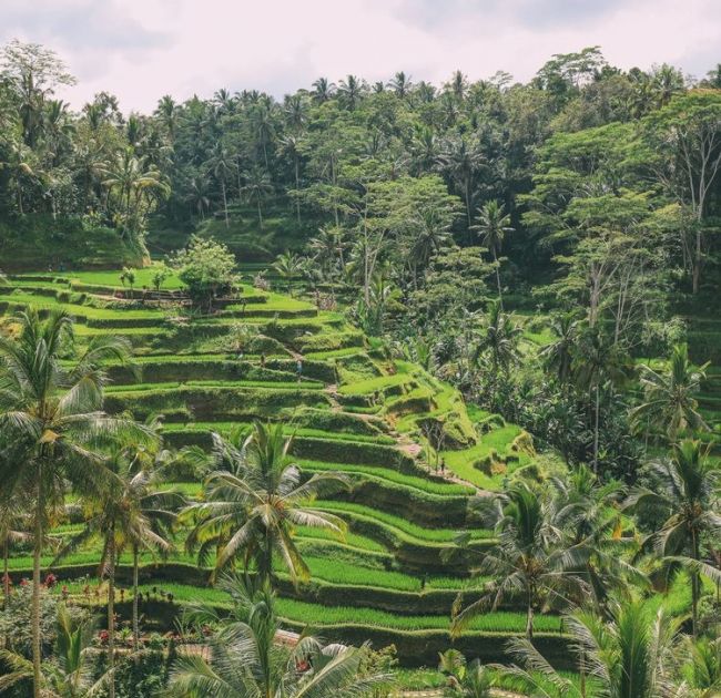 Best Of Ubud Day Tour