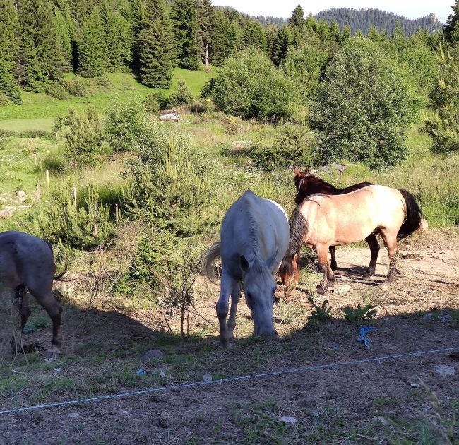 Private Horse Riding in Rhodope Mountains from Plovdiv